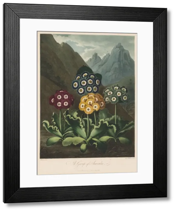 Framed Print : The Temple of Flora, or Garden of Nature: A Group of Auriculas, 1803 Framed Print : The Temple of Flora, or Garden of Nature: A Group of Auriculas, 1803