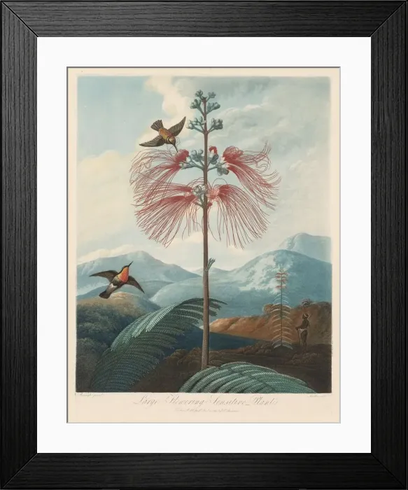 Framed Print : The Temple of Flora, or Garden of Nature: Large Flowering Sensitive Plant, 1799-1807 Framed Print : The Temple of Flora, or Garden of Nature: Large Flowering Sensitive Plant, 1799-1807