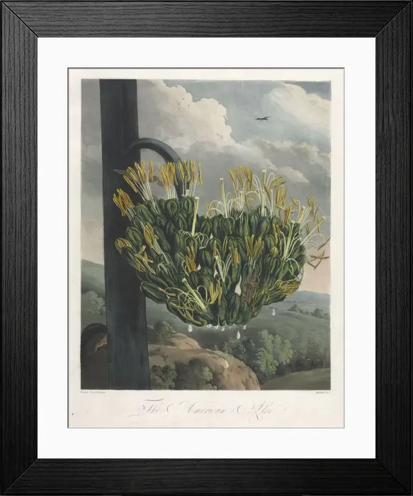 Framed Print : The Temple of Flora, or Garden of Nature: The American Aloe, 1807. Creator: Robert John Thornton Framed Print : The Temple of Flora, or Garden of Nature: The American Aloe, 1807. Creator: Robert John Thornton