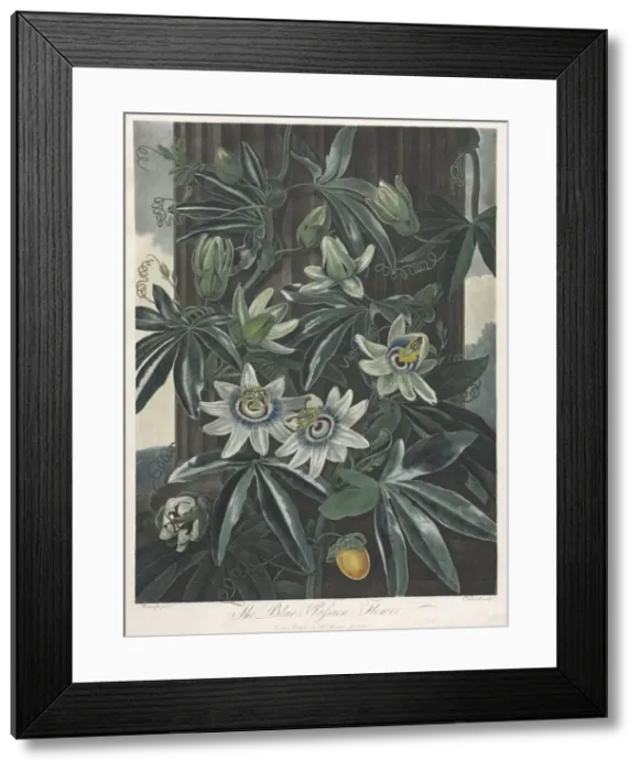 Framed Print : The Temple of Flora, or Garden of Nature: The Blue Passion Flower, 1800 Framed Print : The Temple of Flora, or Garden of Nature: The Blue Passion Flower, 1800