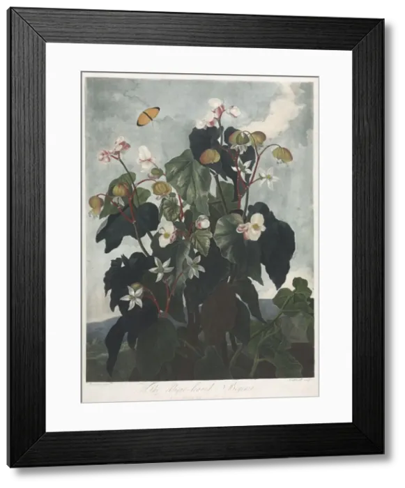 Framed Print : The Temple of Flora, or Garden of Nature: The Obique-leaved Begonia, 1800. Creator Framed Print : The Temple of Flora, or Garden of Nature: The Obique-leaved Begonia, 1800. Creator