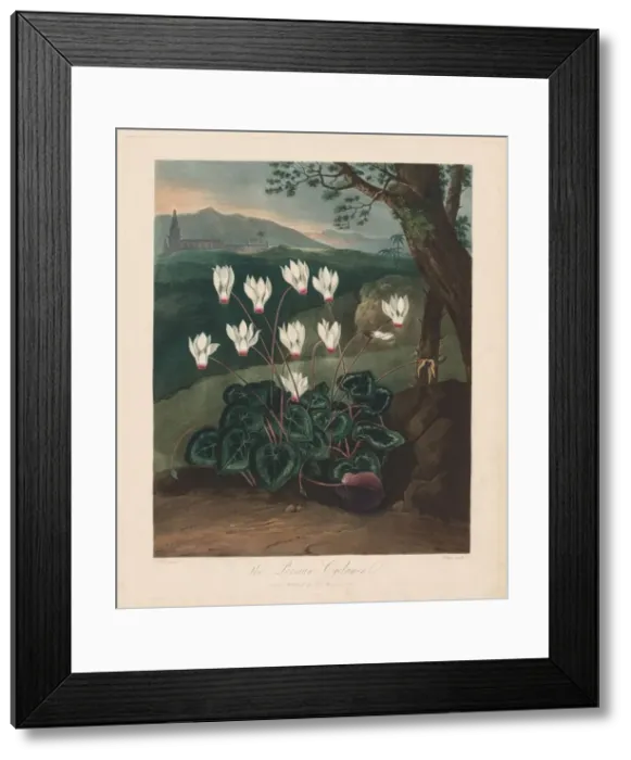 Framed Print : The Temple of Flora, or Garden of Nature: The Persian Cyclamen, 1799-1807. Creator Framed Print : The Temple of Flora, or Garden of Nature: The Persian Cyclamen, 1799-1807. Creator