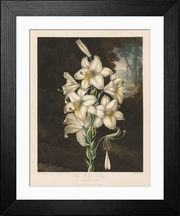 Framed Print : The Temple of Flora, or Garden of Nature: The White Lily with Variegated Leaves, 1800 Framed Print : The Temple of Flora, or Garden of Nature: The White Lily with Variegated Leaves, 1800