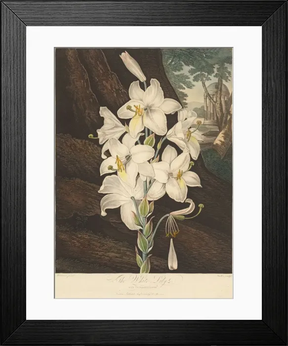 Framed Print : The Temple of Flora; or Garden of Nature: White Lily with Variegated Leaves... 1800 Framed Print : The Temple of Flora; or Garden of Nature: White Lily with Variegated Leaves... 1800