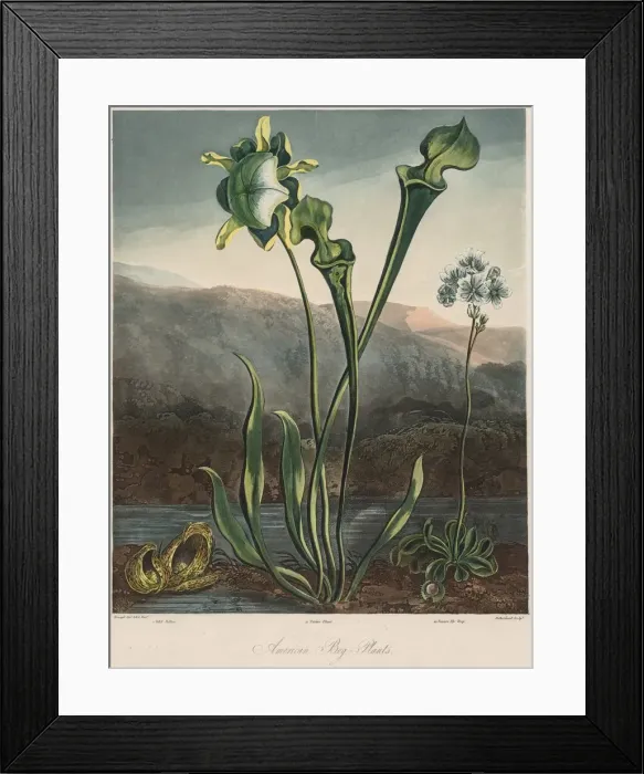 Framed Print : The Temple of the Flora: American Bog Plants. Creator: Thomas Sutherland (British Framed Print : The Temple of the Flora: American Bog Plants. Creator: Thomas Sutherland (British
