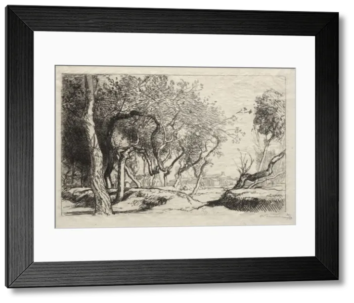 Framed Print : The Twisted Tree, 1915. Creator: Auguste Louis Lepere (French, 1849-1918) Framed Print : The Twisted Tree, 1915. Creator: Auguste Louis Lepere (French, 1849-1918)