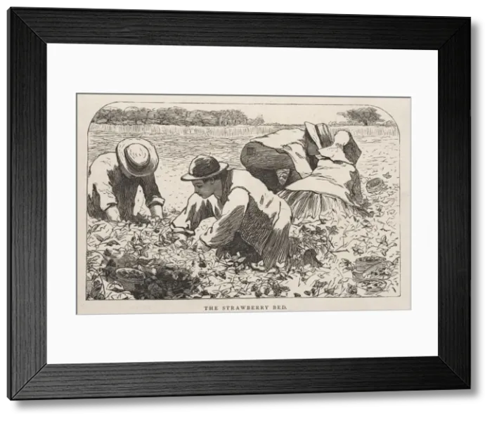 Framed Print : The Strawberry Bed, 1868. Creator: Winslow Homer (American, 1836-1910) Framed Print : The Strawberry Bed, 1868. Creator: Winslow Homer (American, 1836-1910)