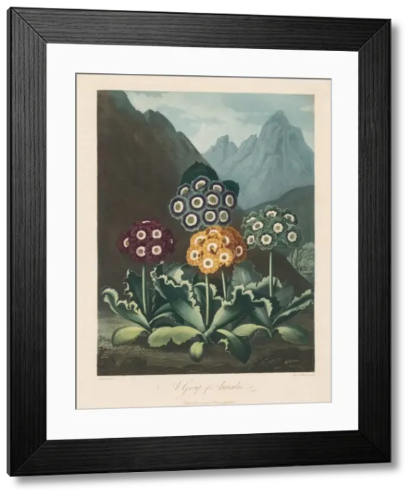 Framed Print : The Temple of Flora, or Garden of Nature: A Group of Auriculas, 1803 Framed Print : The Temple of Flora, or Garden of Nature: A Group of Auriculas, 1803