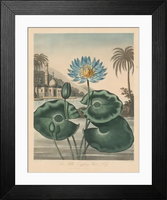 Framed Print : The Temple of Flora, or Garden of Nature: Blue Egyptian Waterlily, 1804 Framed Print : The Temple of Flora, or Garden of Nature: Blue Egyptian Waterlily, 1804