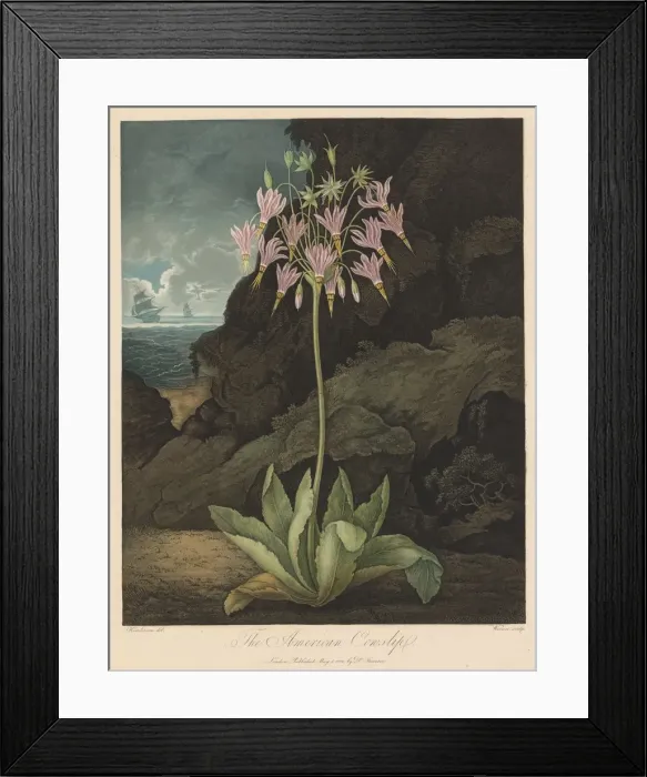 Framed Print : The Temple of Flora, or Garden of Nature: The American Cowslip, 1801 Framed Print : The Temple of Flora, or Garden of Nature: The American Cowslip, 1801