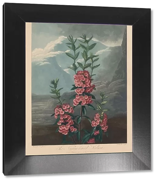 The Temple of Flora, or Garden of Nature: The Narrow-leaved Kalmia, Mountain Laurel, 1804