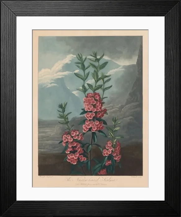 Framed Print : The Temple of Flora, or Garden of Nature: The Narrow-leaved Kalmia, Mountain Laurel, 1804 Framed Print : The Temple of Flora, or Garden of Nature: The Narrow-leaved Kalmia, Mountain Laurel, 1804