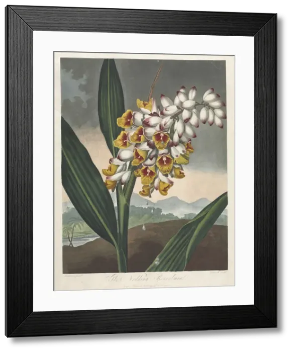 Framed Print : The Temple of Flora, or Garden of Nature: The Nodding Renealmia, 1801 Framed Print : The Temple of Flora, or Garden of Nature: The Nodding Renealmia, 1801