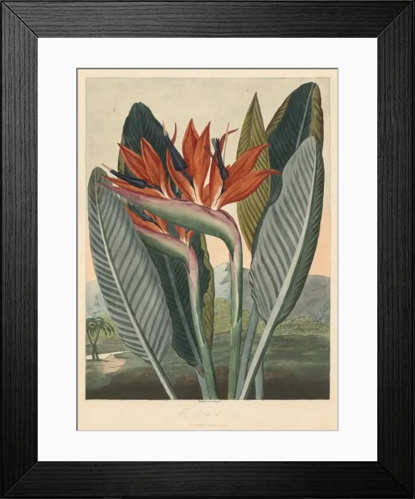 Framed Print : The Temple of Flora; or Garden of Nature: The Queen Flower, 1812. Creator: Philip Reinagle Framed Print : The Temple of Flora; or Garden of Nature: The Queen Flower, 1812. Creator: Philip Reinagle