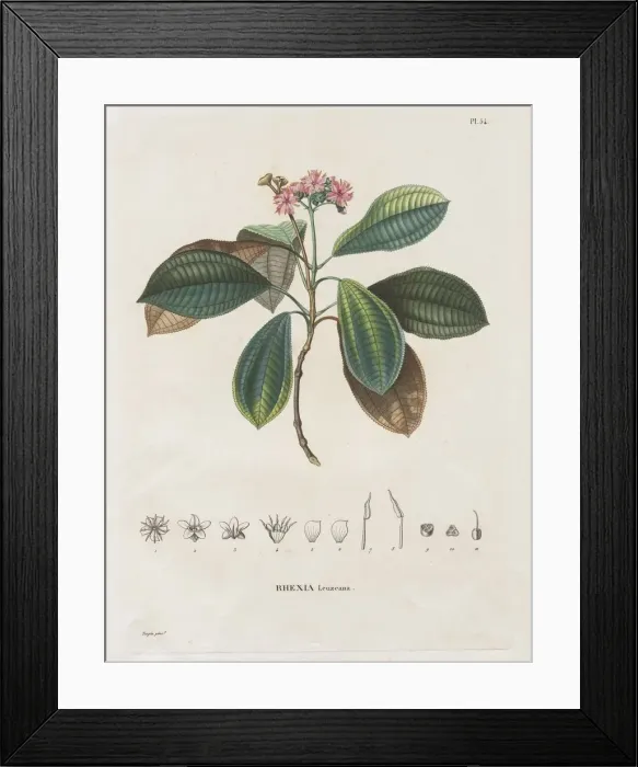 Framed Print : Voyage aux Regions equinoxiales du nouveau continent, fait dans les annees Framed Print : Voyage aux Regions equinoxiales du nouveau continent, fait dans les annees