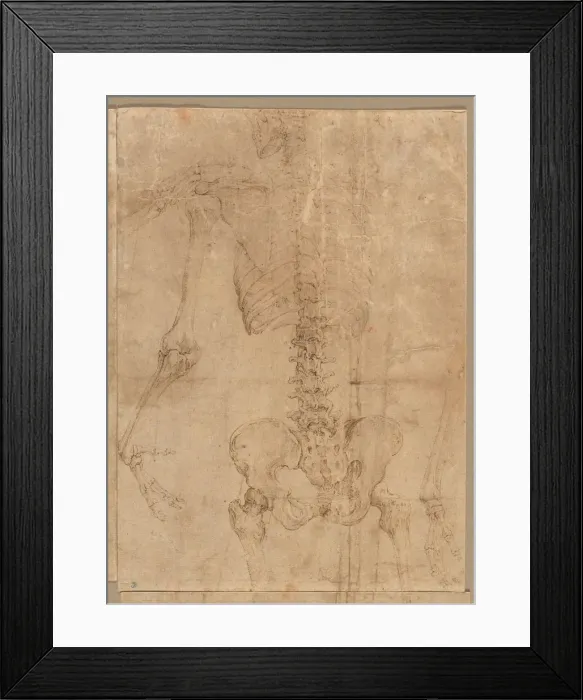 Framed Print : Upper Half of Skeleton from the Back, early 1540s. Creator: Battista Franco (Italian, c Framed Print : Upper Half of Skeleton from the Back, early 1540s. Creator: Battista Franco (Italian, c