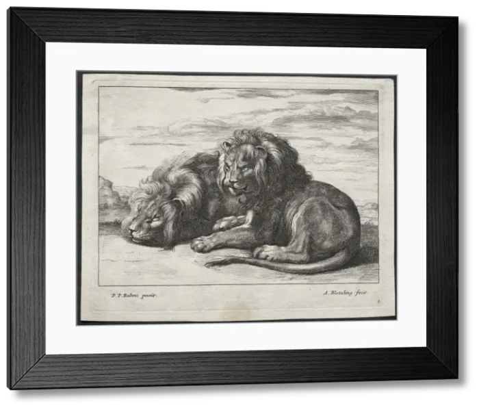 Framed Print : Various Lions. Creator: Abraham Blooteling (Dutch, 1640-1690) Framed Print : Various Lions. Creator: Abraham Blooteling (Dutch, 1640-1690)