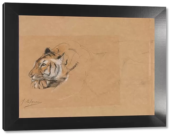Tiger. Creator: John Macallan Swan (British, 1847-1910)