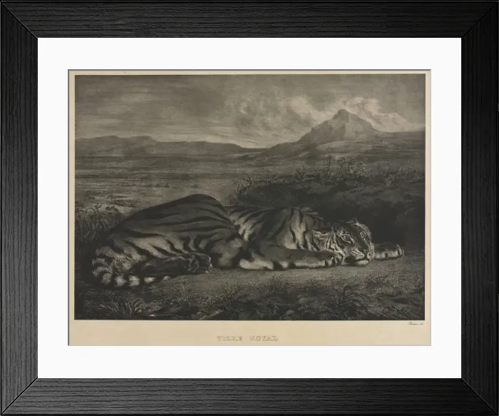 Framed Print : Tigre Royal, 1829. Creator: Eugene Delacroix (French, 1798-1863) Framed Print : Tigre Royal, 1829. Creator: Eugene Delacroix (French, 1798-1863)