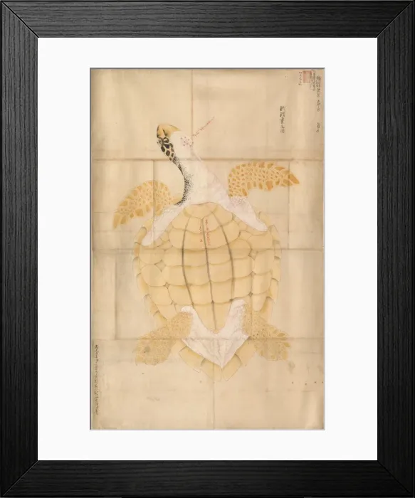 Framed Print : Tortoise, 18th century. Creator: Unknown Framed Print : Tortoise, 18th century. Creator: Unknown