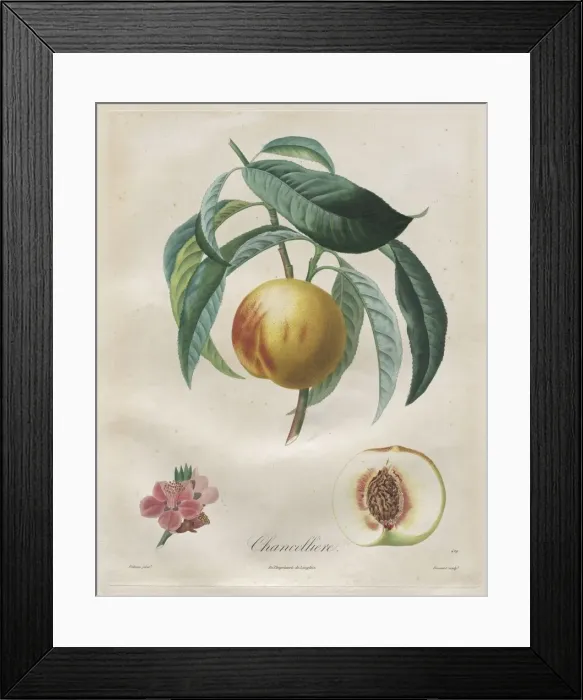 Framed Print : Traite des arbres fruitiers: Chancelliere, 1808-1835 Framed Print : Traite des arbres fruitiers: Chancelliere, 1808-1835