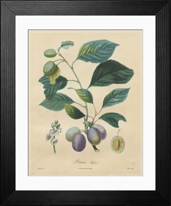 Framed Print : Traite des arbres fruitiers: Prune bifere, 1808-1835 Framed Print : Traite des arbres fruitiers: Prune bifere, 1808-1835
