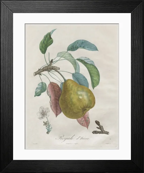 Framed Print : Traite des arbres fruitiers: Royal dhiver, 1808-1835 Framed Print : Traite des arbres fruitiers: Royal dhiver, 1808-1835