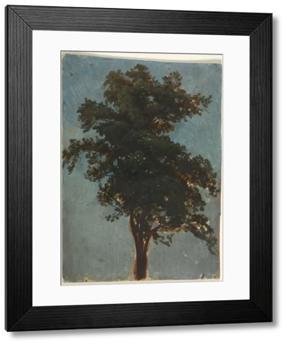 Framed Print : Tree Study, second third 1800s. Creator: Alexandre Calame (Swiss, 1810-1864), attributed to Framed Print : Tree Study, second third 1800s. Creator: Alexandre Calame (Swiss, 1810-1864), attributed to