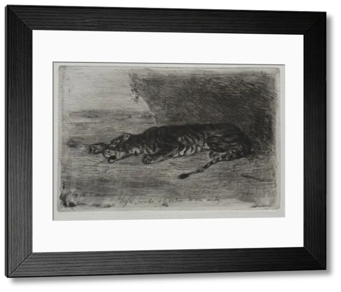 Framed Print : Tigre couche a lentree de son antre. Creator: Eugene Delacroix (French Framed Print : Tigre couche a lentree de son antre. Creator: Eugene Delacroix (French