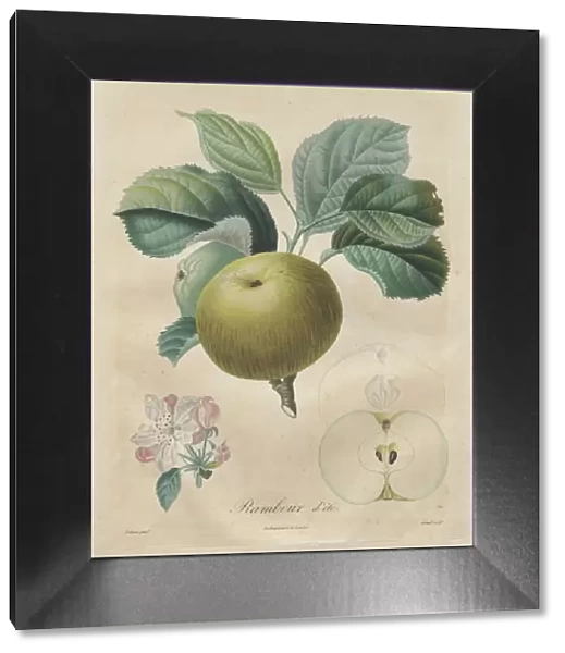 Traite des arbres fruitiers: Rambour dete, 1808-1835