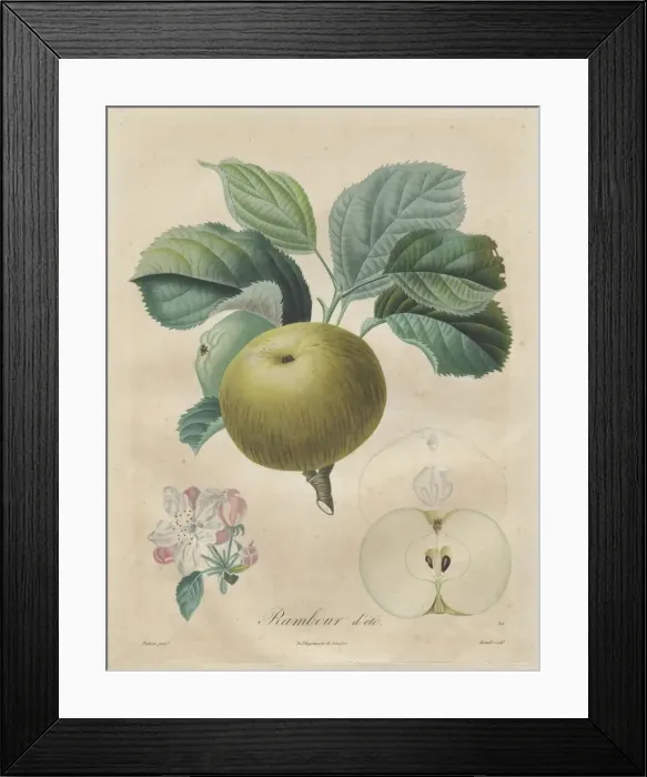 Framed Print : Traite des arbres fruitiers: Rambour dete, 1808-1835 Framed Print : Traite des arbres fruitiers: Rambour dete, 1808-1835