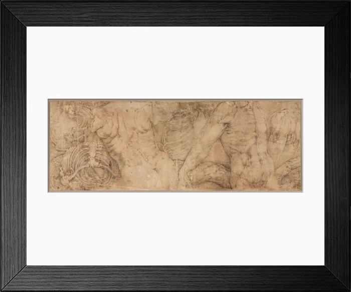 Framed Print : Torsos with Rib Cages, early 1540s. Creator: Battista Franco (Italian, c. 1510-1561) Framed Print : Torsos with Rib Cages, early 1540s. Creator: Battista Franco (Italian, c. 1510-1561)