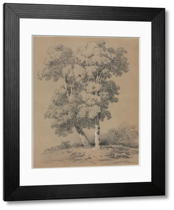 Framed Print : Tree Study, 19th century. Creator: Jules Coignet (French, 1798-1860) Framed Print : Tree Study, 19th century. Creator: Jules Coignet (French, 1798-1860)