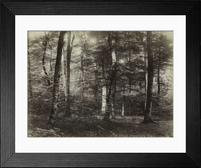 Framed Print : Untitled (The Forest of Fontainbleau), c. 1874. Creator: Constant Alexandre Famin (French Framed Print : Untitled (The Forest of Fontainbleau), c. 1874. Creator: Constant Alexandre Famin (French