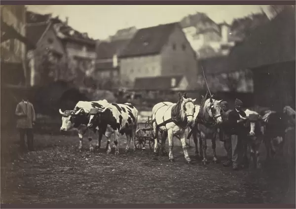Untitled (Farm Animals), 1850 s. Creator: Adolphe Braun (French, 1812-1877)