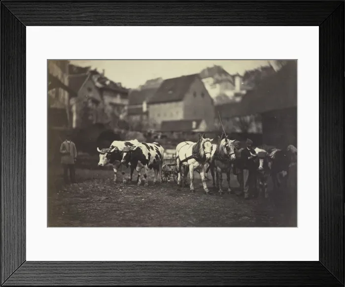 Framed Print : Untitled (Farm Animals), 1850 s. Creator: Adolphe Braun (French, 1812-1877) Framed Print : Untitled (Farm Animals), 1850 s. Creator: Adolphe Braun (French, 1812-1877)