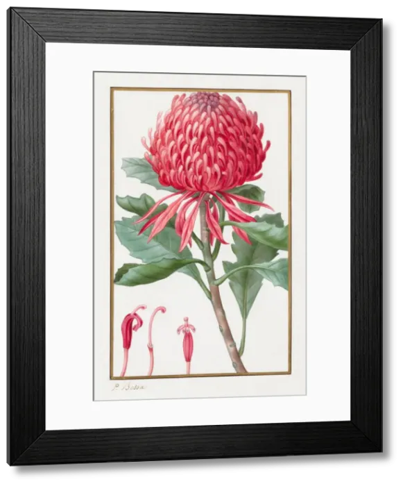 Framed Print : Untitled, 1828-1835. Creator: Pancrace Bessa (French, 1772-1846) Framed Print : Untitled, 1828-1835. Creator: Pancrace Bessa (French, 1772-1846)