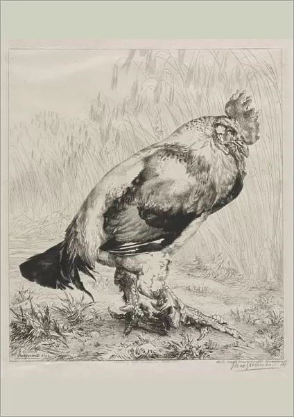 The Old Cock, 1882. Creator: Felix Bracquemond (French, 1833-1914); Dowdeswell