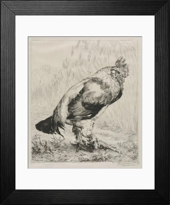 Framed Print : The Old Cock, 1882. Creator: Felix Bracquemond (French, 1833-1914); Dowdeswell Framed Print : The Old Cock, 1882. Creator: Felix Bracquemond (French, 1833-1914); Dowdeswell