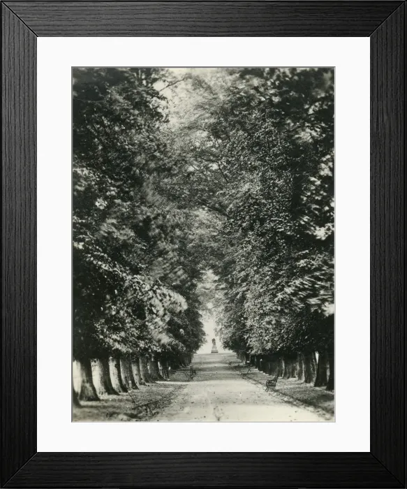 Framed Print : Famous Limes, the Quarry, Shrewsbury, c1920s. Creator: Unknown Framed Print : Famous Limes, the Quarry, Shrewsbury, c1920s. Creator: Unknown