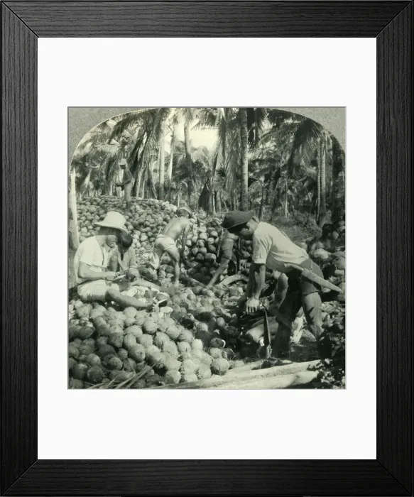 Framed Print : Husking Coconuts - a Familiar Scene in the Great Coconut Country near Pagsanjan, Island of Luzon Framed Print : Husking Coconuts - a Familiar Scene in the Great Coconut Country near Pagsanjan, Island of Luzon