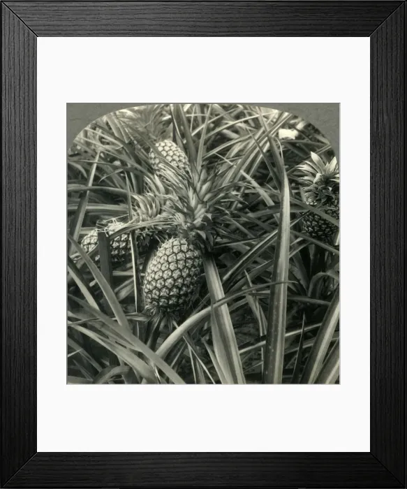 Framed Print : Hawaiian Pineapple, the King of Fruits, Ready for Picking, c1930s. Creator: Unknown Framed Print : Hawaiian Pineapple, the King of Fruits, Ready for Picking, c1930s. Creator: Unknown