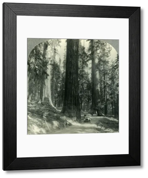 Framed Print : The Wawona Tunnel, Tree and Surrounding Forest, Mariposa Grove, Yosemite Nat. Park, Calif Framed Print : The Wawona Tunnel, Tree and Surrounding Forest, Mariposa Grove, Yosemite Nat. Park, Calif