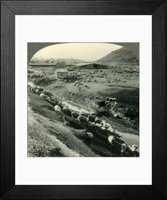 Framed Print : A Sheep Ranch in the Northwest Country - Idaho, c1930s. Creator: Unknown Framed Print : A Sheep Ranch in the Northwest Country - Idaho, c1930s. Creator: Unknown