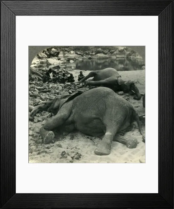 Framed Print : A Nights Bag - an Elephant Hunt in Africa, c1930s. Creator: Unknown Framed Print : A Nights Bag - an Elephant Hunt in Africa, c1930s. Creator: Unknown