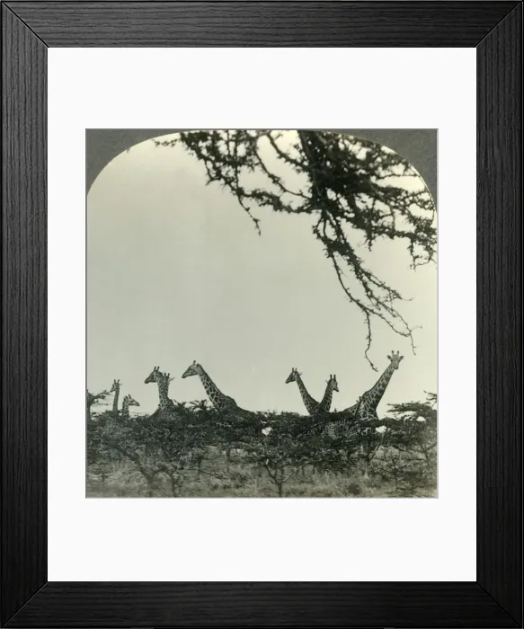 Framed Print : Giraffes in the Kruger National Park, Transvaal, the Game Sanctuary of South Africa, c1930s Framed Print : Giraffes in the Kruger National Park, Transvaal, the Game Sanctuary of South Africa, c1930s