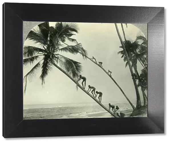 Natives Climbing Palm Trees Overhanging an Orient Sea, Island of Ceylon, c1930s