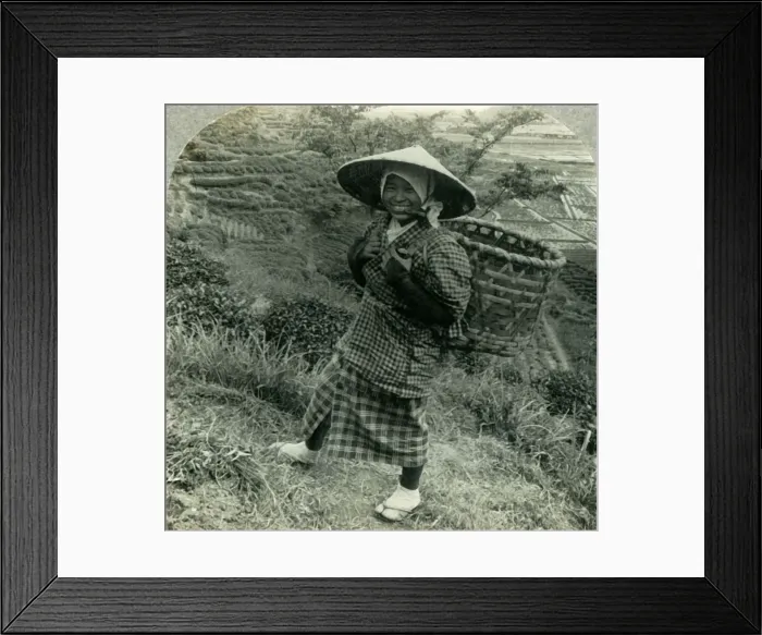 Framed Print : A Country Girl among the Famous Tea Fields of Shizuoka, Japan, c1930s. Creator: Unknown Framed Print : A Country Girl among the Famous Tea Fields of Shizuoka, Japan, c1930s. Creator: Unknown