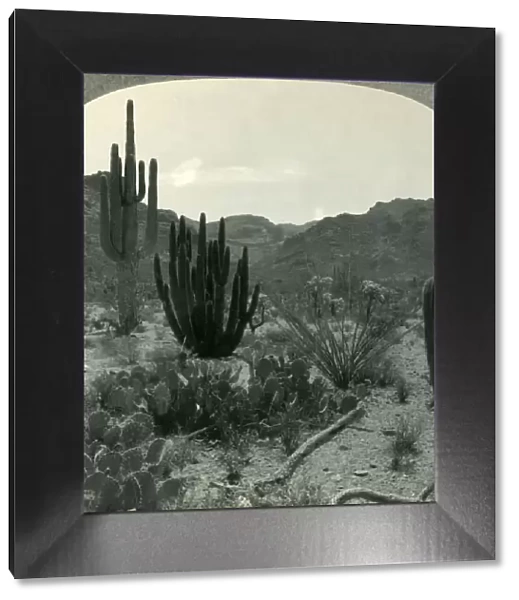 Typical Cacti of Southern Arizona Desert, Pima County, c1930s. Creator: Unknown