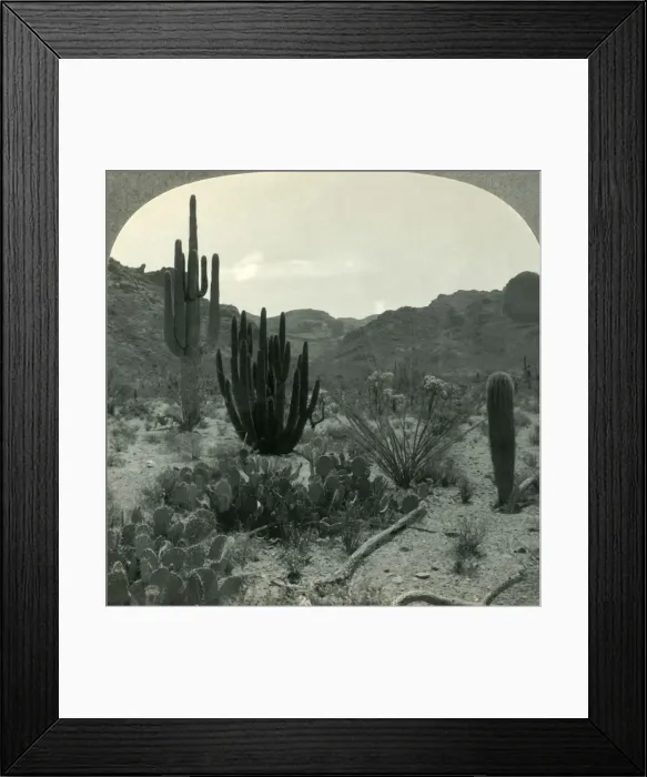 Framed Print : Typical Cacti of Southern Arizona Desert, Pima County, c1930s. Creator: Unknown Framed Print : Typical Cacti of Southern Arizona Desert, Pima County, c1930s. Creator: Unknown